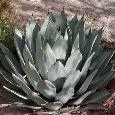 AGAVE palmeri