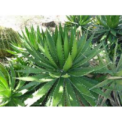 AGAVE univittata