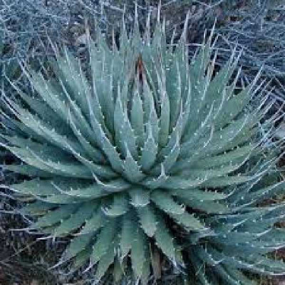 AGAVE utahensis