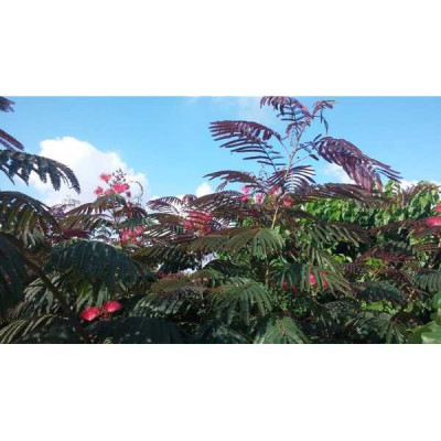 ALBIZIA julibrissin Evey's pride