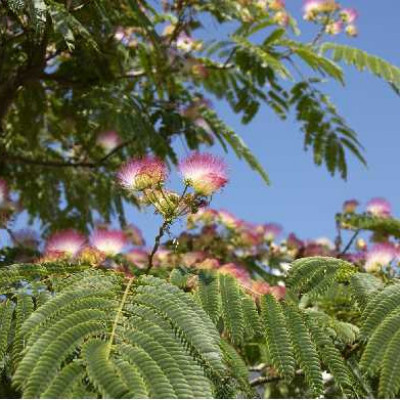 ALBIZIA julibrissin Ombrella
