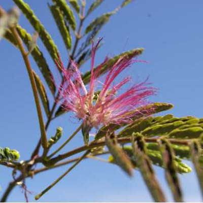 ALBIZIA julibrissin Rouge