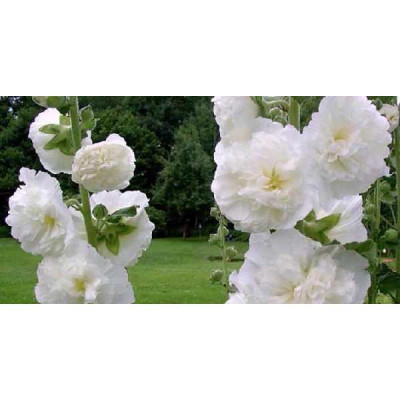 ALCEA rosea Blanche double