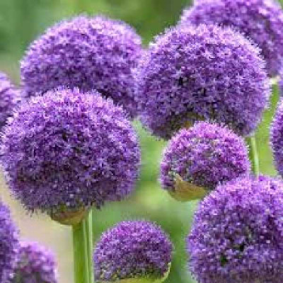 ALLIUM gladiator
