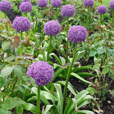 ALLIUM  Globemaster