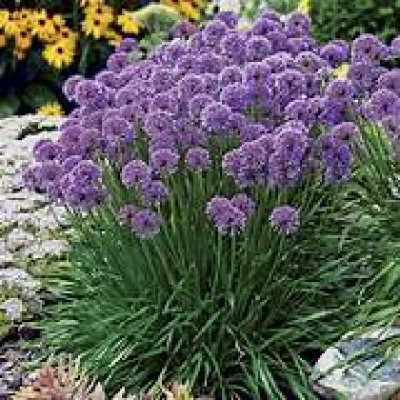 ALLIUM  Millenium
