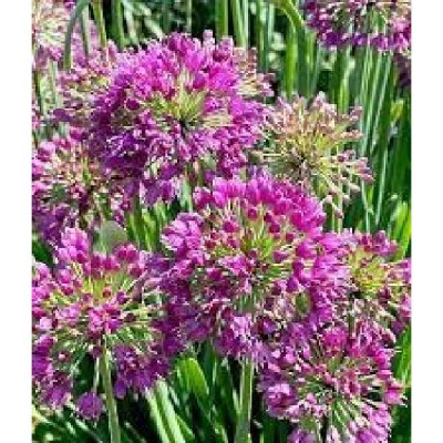 ALLIUM  Lavender bubbles rose