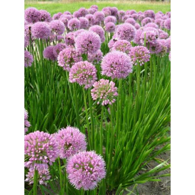 ALLIUM  Summer beauty