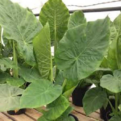ALOCASIA macrorrhiza