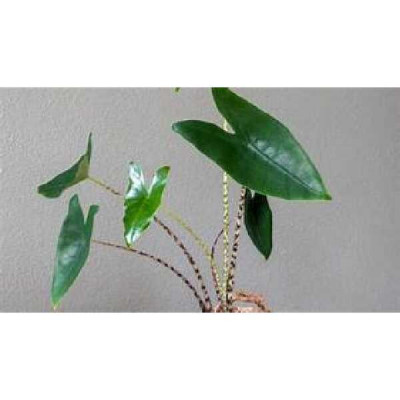 ALOCASIA zebrina