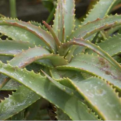 ALOE arborescens
