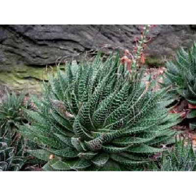 ALOE aristata