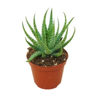 ALOE humilis