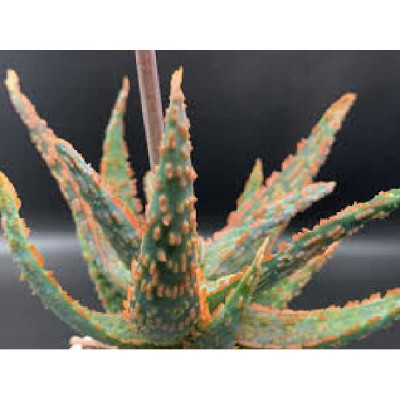ALOE piranha
