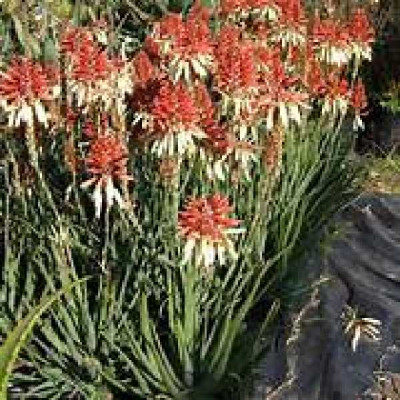 ALOE safari Sunrise®