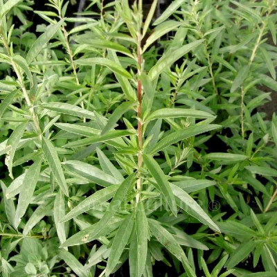 ALOYSIA  Polystachia