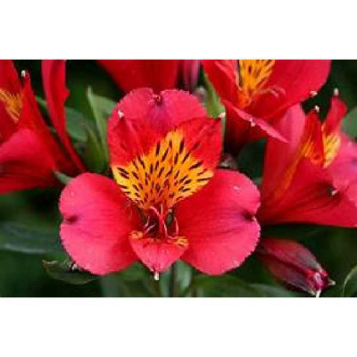 ALSTROEMERIA  Liré