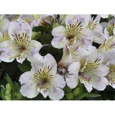 ALSTROMERIA  Time valley creme