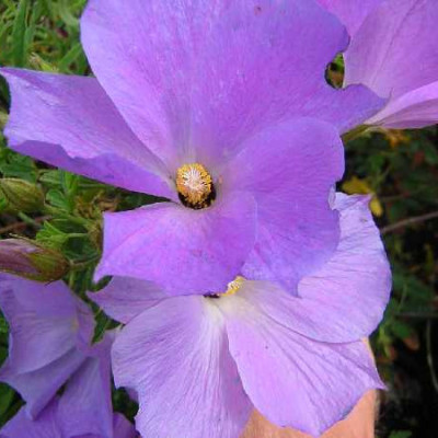ALYOGINE huegelli Santa cruz