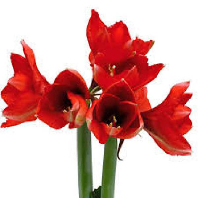 AMARYLLIS   2 tiges
