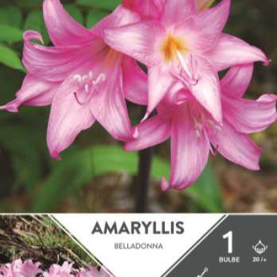 AMARYLLIS  BELLADONNA 20/+ X1  E TURC