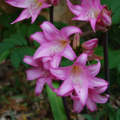 AMARYLLIS belladonna
