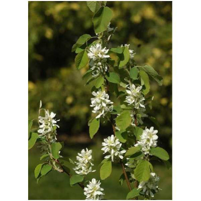 AMELANCHIER alnifolia Obelisk