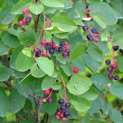 AMELANCHIER ovalis Canadensis