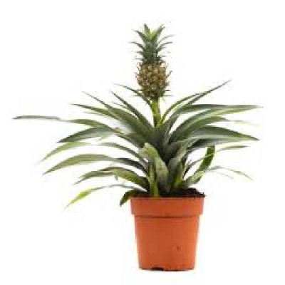 ANANAS  Mi Amigo