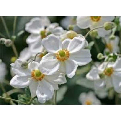 ANEMONE hupehensis Honorine joubert