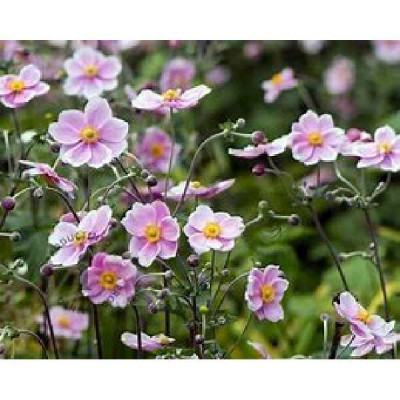 ANEMONE hupehensis September charm