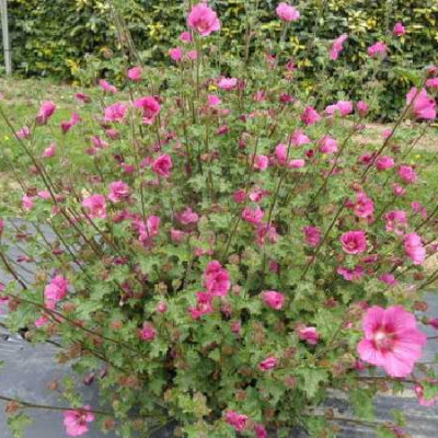 ANISODONTEA  Coralie brivingt