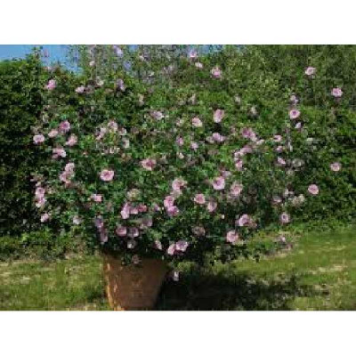 ANISODONTEA cristal rose