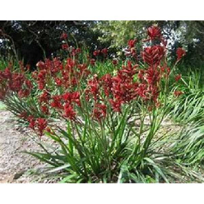ANIGOZANTHOS