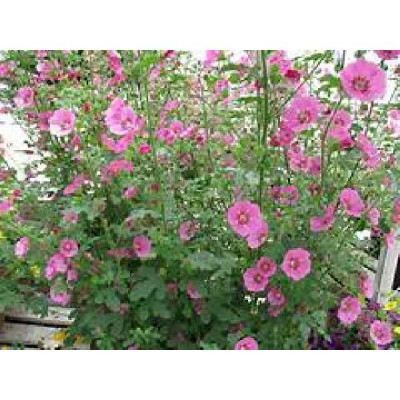 ANISODONTEA capensis