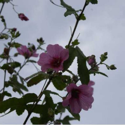 ANISODONTEA scabrosa Large red