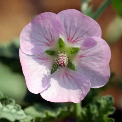 ANISODONTEA Malvastroides