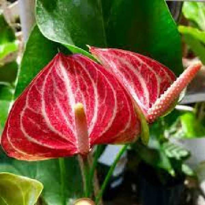 ANTHURIUM  Livium ruby