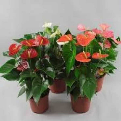 ANTHURIUM  Mix
