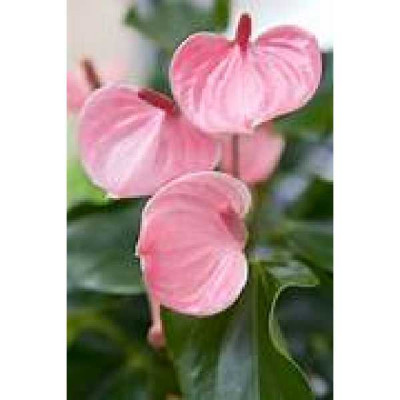 ANTHURIUM  Rose