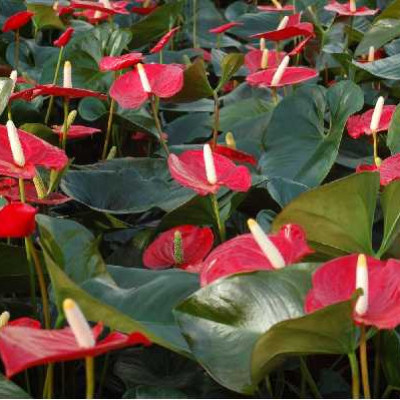 ANTHURIUM