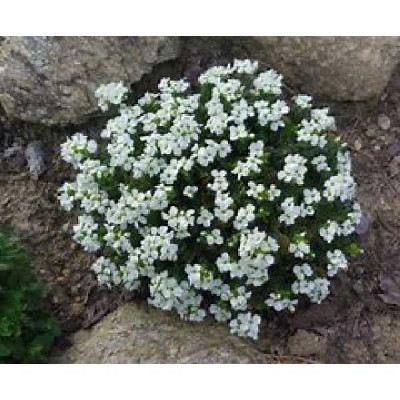 ARABIS caucasica (blanc)