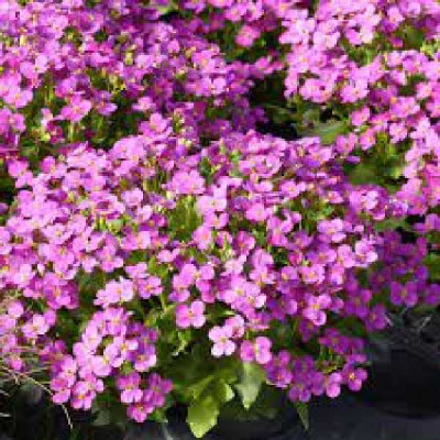 ARABIS caucasica Rosea