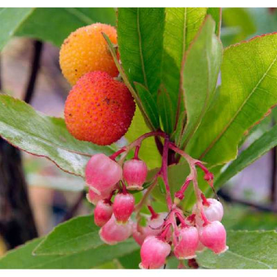 ARBUSTUS unedo Roselily ®