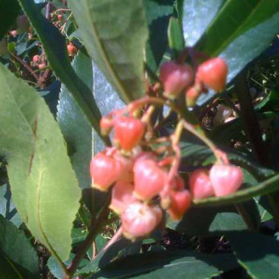 ARBUSTUS unedo Rubra