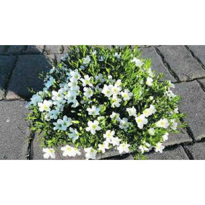 ARENARIA montana
