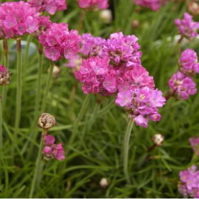 ARMERIA maritima