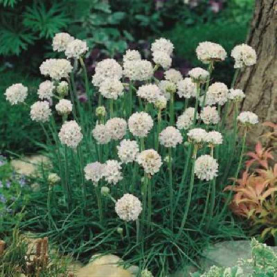 ARMERIA maritima Blanc