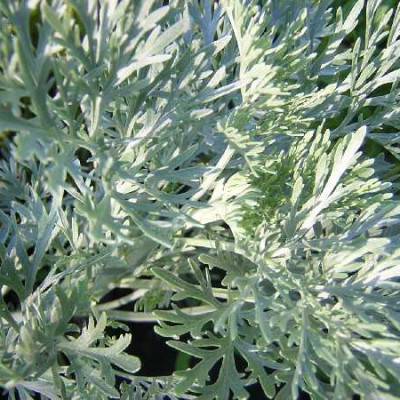 ARTEMISIA  Powis castle