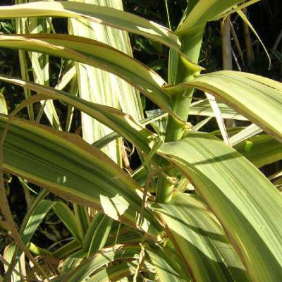 ARUNDO donax Versicolor